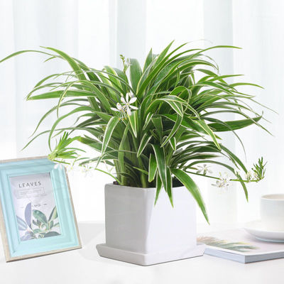 Chlorophytum wholesale Phnom Penh Chlorophytum Potted plant indoor Potted plant Evergreen Green plant flowers and plants Hydroponics Water to keep