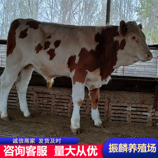 ��ţ�����T����  ���T����ţ���� �����SţСţ�ٹ���