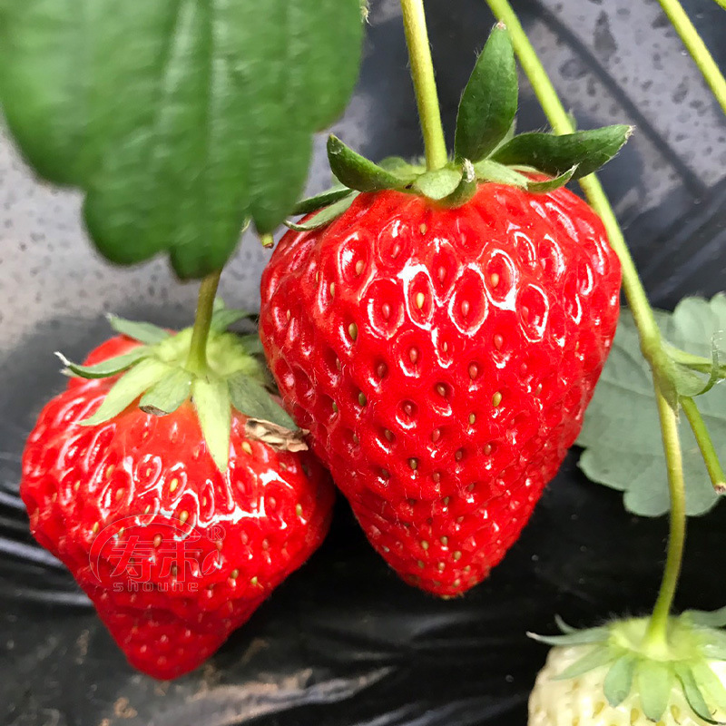 Strawberry Seedlings, Four-Season Potted Edible Cream, Suizhu Hongyanbaixue Plug Seedlings, Fruit Seedlings, North and South Balcony Planting, Easy to Maintain