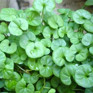 ���޼��R���N���M���ļ����ƺ�����׻���ݷN�ѾG����Ƥ�N��