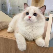 ��ż؈��؈���w���p�{�p���NѪ�y�Lë��Ů؈��������̌���ɐ�