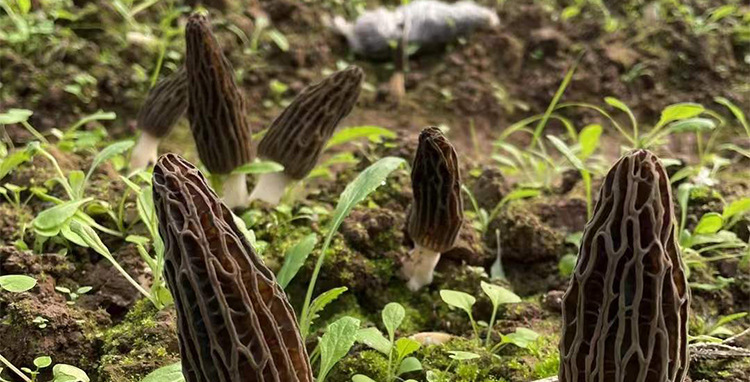 阿里羊肚菌3-55-7_02