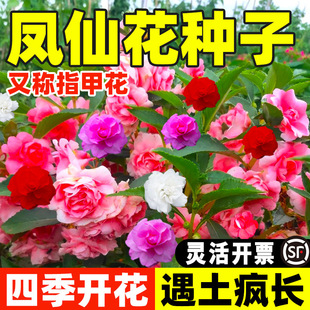 �ذ��P�ɻ��N���ļ����N�_��ͥԺ�҃��⻨���̨����ָ�׻��N����