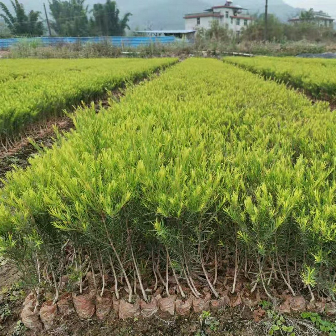 2405苗圃基地 批发供应 澳洲茶树苗 20-50cm高 互叶白千层 可预订