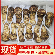 【7-9cm】云南特产香格里拉新鲜松茸云南食用新鲜松茸产地批发供
