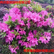 ���l�������l��Ʒ���N��@�ֻ���ľ���N����N�G�����G��ľ��ë��