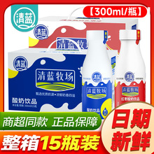 清蓝酸奶原味红枣味300ml*15瓶整箱学生儿童早餐饮品新日期批发