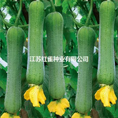 Семена садовых овощей Семена люфы мясо люфы Семена Длинные ароматные люфы вьющиеся Виноградная лоза семена овощных культур