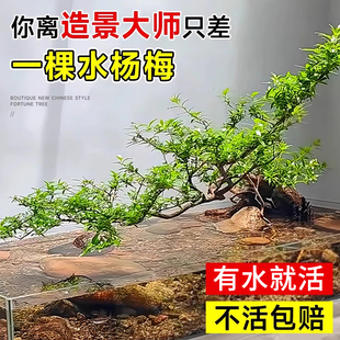 ˮ��÷ˮ��ֲ��Gֲ�Ϙ��h֦�~���b�ˮ�����~�X���񹝲��쾰ˮ��