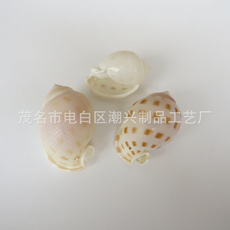 Huadian quail snails 4.5-5.5cm, about 80 pieces per catty
