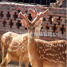 江苏省出售梅花鹿多少钱一只 鹿肉多少钱 宠物梅花鹿 梅花鹿报价