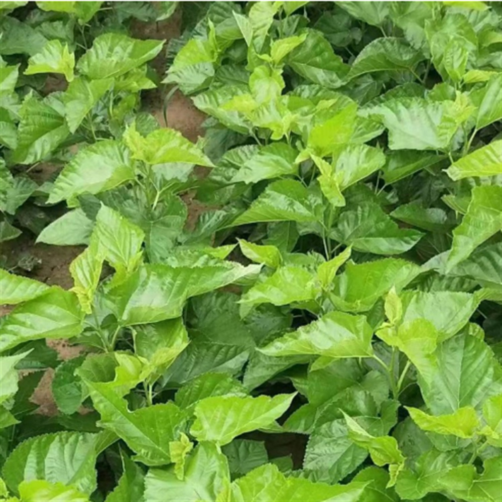 强桑葚树苗果树果苗庭院地栽南北方种植大叶桑树果苗当年结果