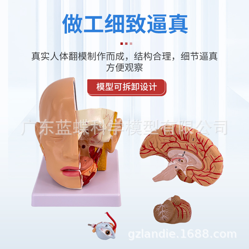 ��ѧ��������ͷ�����ʸ��Զ���ģ�� ͷ�в�����ͷ�Խ��ʿɲ�4����