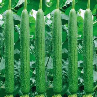 。 A Complete List of Long-Flavored Luffa Vegetables, Selected Varieties for Spring Sowing, High-Yielding Luffa Seedlings from Spring to Autumn