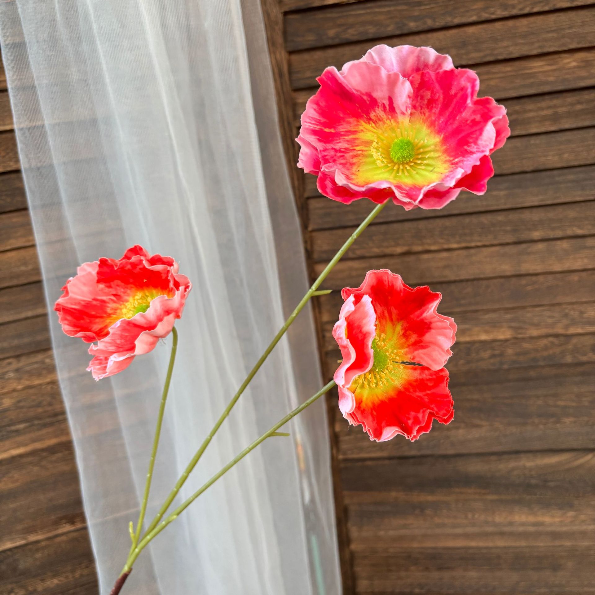 높은 가지 양귀비