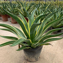 �����m�����҃ȴ������Gֲ���w�Ϙ�����ϡ��Ʒ�N�辰����