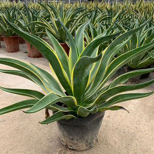 �����m�����҃ȴ������Gֲ���w�Ϙ�����ϡ��Ʒ�N�辰����