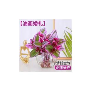 Oil Painting Wedding Hanging Orchid Hydroponic Plant Is an Indoor Potted Office Desktop Green Plant Flower Purple Orchid Easy to Care for All Seasons