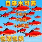 草金鱼活鱼锦鲤鱼观赏鱼淡水鱼冷水鱼小型耐活小金鱼红金渔场批发