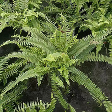 �Iާ������ ��˹�DާͥԺ���^�Gֲ�ļ����๤���쾰ͥԺ���^�Gֲ