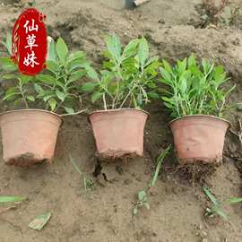 丛生福禄考盆栽 宿根花卉园林绿化地被 芝樱苗可做花海 量大从优