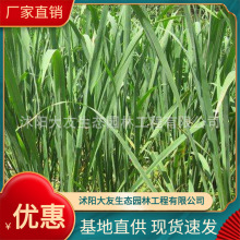 ���� ����ֱ�� �߹� ���׻��� ˮ�w�G�� ����ˮ�| �޸�ֲ��