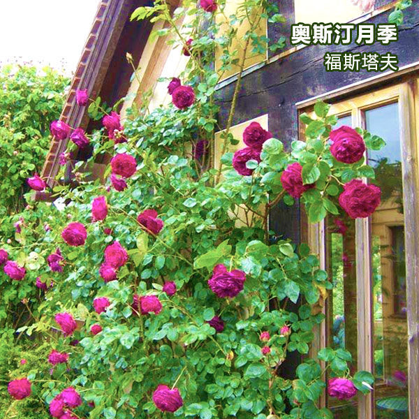 포스타프(모종 1개에 뿌리가루가 들어있습니다)