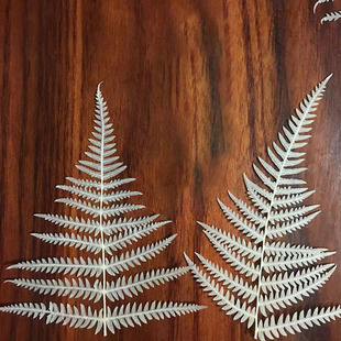 White Fern Leaf Baffle Fern Plant Specimen Kindergarten Handmade Material Bag Crystal Drops of Glue Embossed Dried Flowers