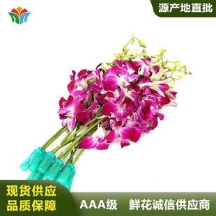 云南直发洋兰鲜花杨兰花新鲜千代兰火锅日料西餐摆盘装饰花商务花-阿里巴巴