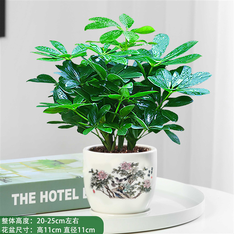 바팡라이카이 한 냄비, 부와 길조가 담긴 도자기 냄비 4개 + 영양액