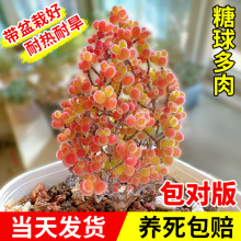 糖球枝干番杏多肉植物花卉小盆栽稀有品种名贵绿植好养活带盆栽好