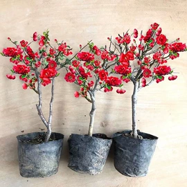 盆栽;月季蔷薇植物;乔木