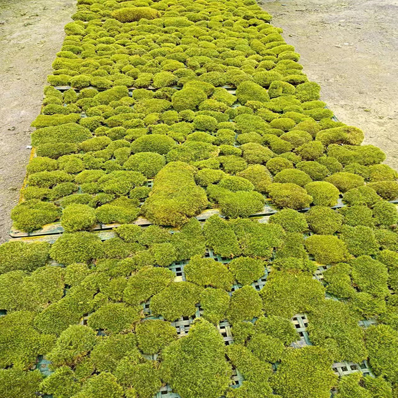 Musgo eterno Musgo musgo grande gris musgo planta verde pared Fondo planta musgo material de pared flor eterna simulación pelo blanco musgo