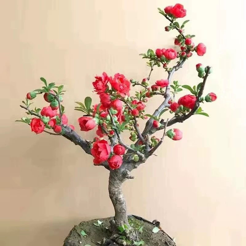 База Оптовая Четыре Сезона Бегония Цветок Украшение Двора Пейзаж Саженец Улица Муниципальная Техника Озеленение Бегония Дерево