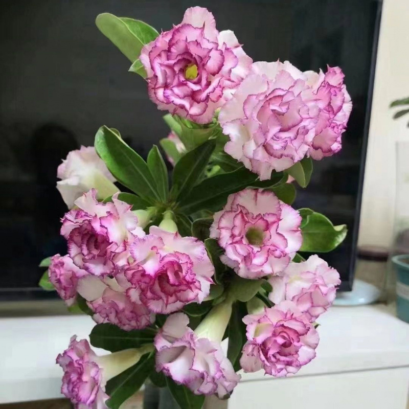 # 30 Xiangxiang-Desert(3년생 모종)는 그 해에 꽃을 피웠습니다.