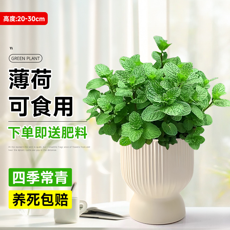 食品級大盆薄荷【輕奢紋理盆】