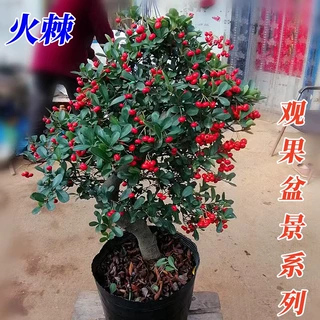 火棘树盆栽吉祥果盆景满堂红植物观果绿植阳台庭院开花结果小植物