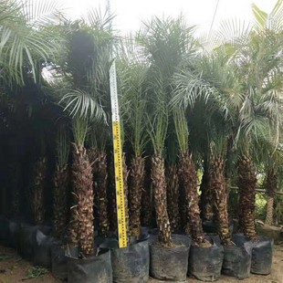 903 wholesale supply of beautiful needle sunflower 0.5-2 meters high pole bag seedlings soft leaf sunflower