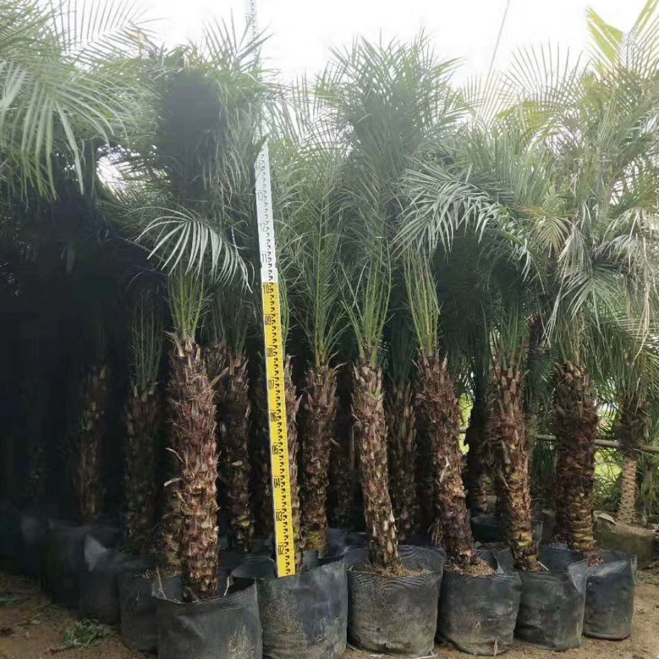 903 оптовая поставка красивых игл 0,5-2 метра высокий мешок саженцы мягкие листья колючки