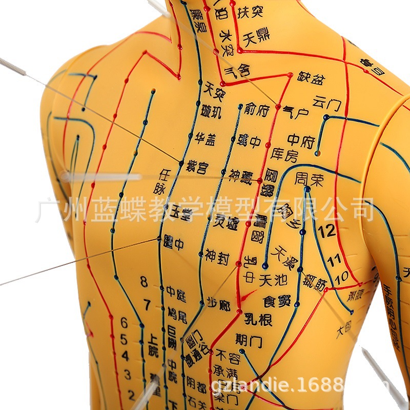 62cm�������ͭɫ�������Ѩλ��ģ�;��� ��ҽ������ѧ��ŮС��