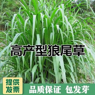 Forage Seeds, Southern Perennial, High-Yielding, Drought-Tolerant Hybrid Pennisetum Seeds That Are Resistant to Harvesting Cattle, Sheep, Fish and Rabbit Grass Seeds in All Seasons