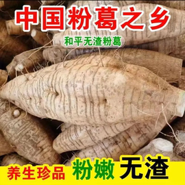 葛根新鲜广西和平粉葛无渣现挖大山野葛薯广东煲汤解酒葛根粉