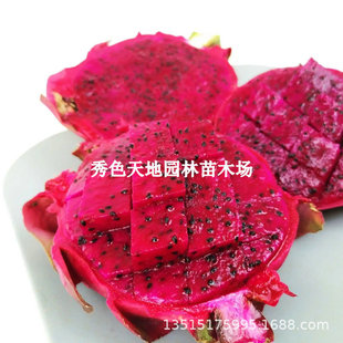Extra Large Dragon Fruit Seedlings Potted Tainong Bird's Nest Dragon Fruit Saplings Red Heart Dragon Fruit All Year Round Home Orchard Planting