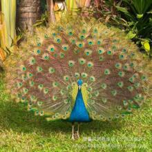 �Լ��Bֳ��ȸ������������Bֳ��ĸ���Кgӭ��ԃ��ȸ����ȸ�N��