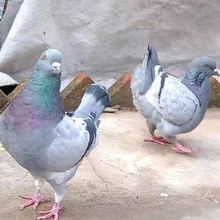 元寶鴿特大巨型鴿子活一對肉鴿活物觀賞鴿原配種鴿包下蛋繁殖