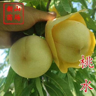 ���ձ���ˮ���硿8�³�280��������Ʒ�N�������Ә����㽭��ɽ���