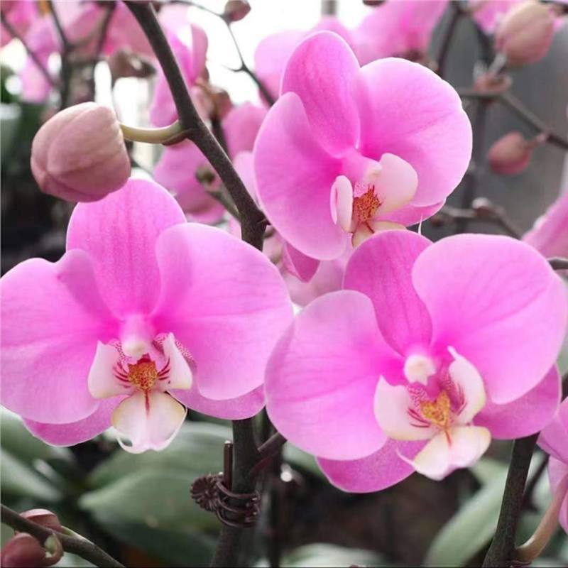 Orquídea de mariposa en las cuatro estaciones, balcón interior, oficina en maceta, flores verdes, fácil alimentación image 30