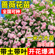 �Nޱ���������ļ��_�������ͺ����̨ͥԺ�����ٱ��Gֲ�ﻨ������