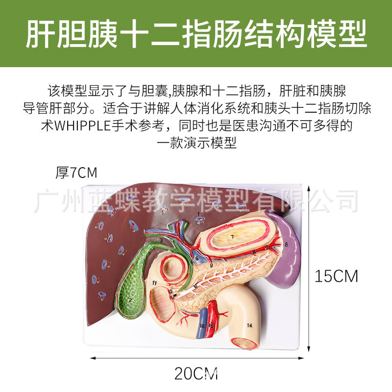 �ε���ʮ��ָ��θ�ṹģ�� ������ҽѧ ����ʮ��ָ��ģ��