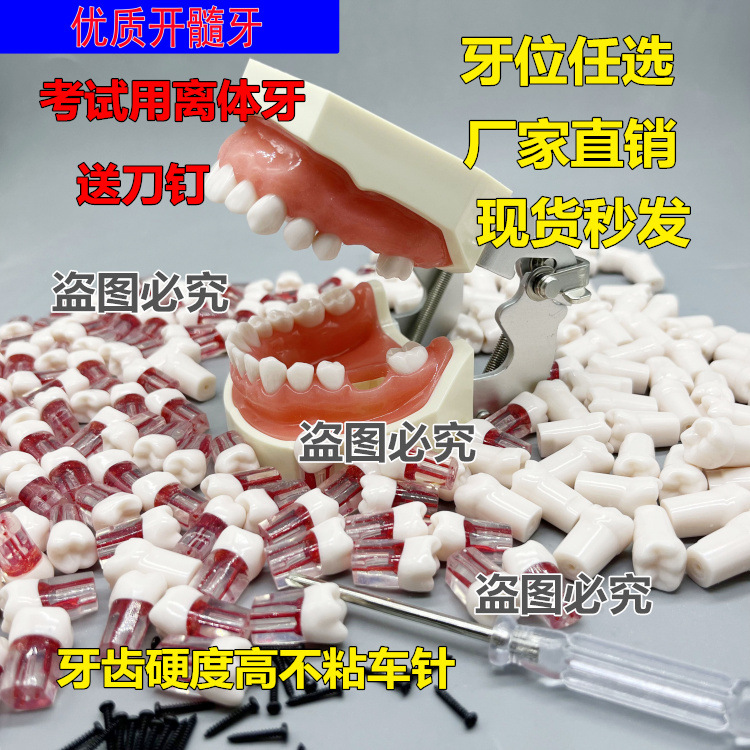 牙医学生考试练习开髓牙粒 树脂牙带髓腔根管牙 预备填充窝洞制备